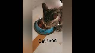 My hungry kitten /Sassy/ by My Endearing Cat 56 views 2 years ago 1 minute, 7 seconds