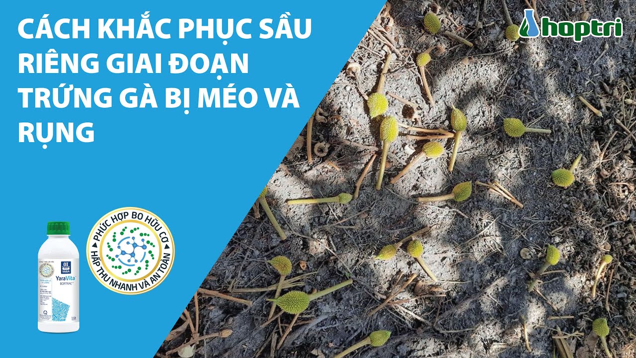 CÁCH KHẮC PHỤC SẦU RIÊNG GIAI ĐOẠN TRỨNG GÀ BỊ MÉO VÀ RỤNG
