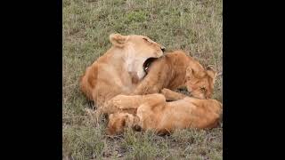 shorts???lion cubs playing with momytshortsanimal videos