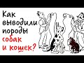 Как выводили ПОРОДЫ СОБАК и КОШЕК? — Научпок