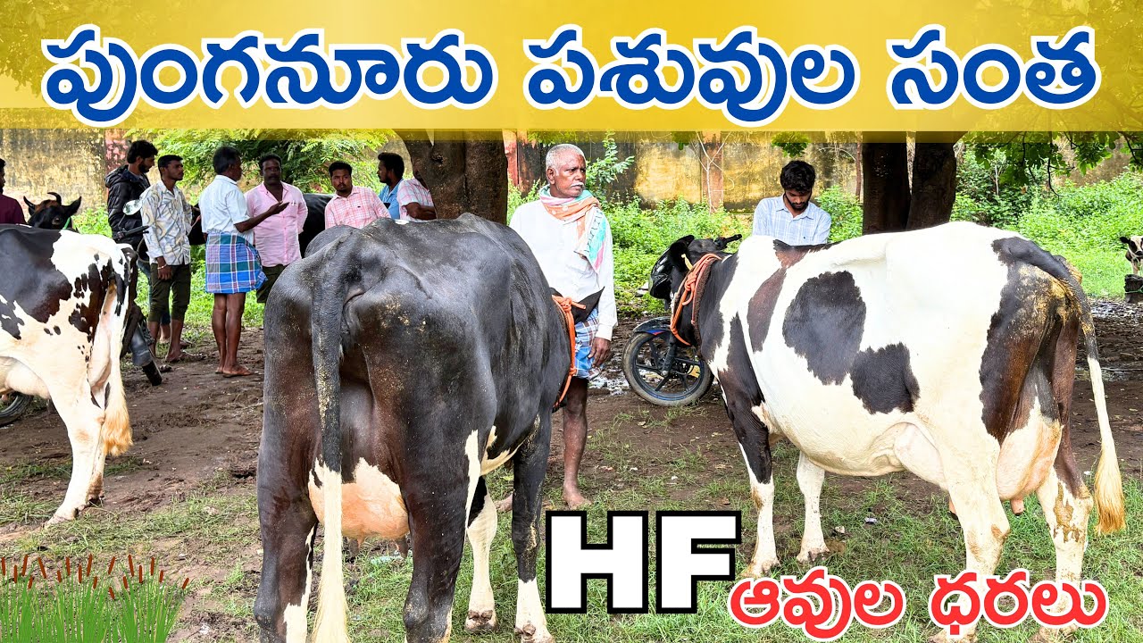 || పుంగనూరు పశువుల సంత || Punganur cow market ￼every Wednesday 