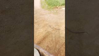 Ched Milan Ke Geet Re viral kumbhmelaprayagraj comedy funny bollywood