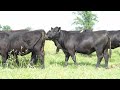 Set of 20 head fall calvers