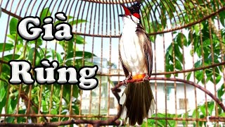 Luyện Chào Mào Hót Giọng 8-9-10 Ép Chim Non Học Giọng Chuẩn Rừng  | luyện chào mào hót hay