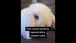 Did you know that in RABBITS...