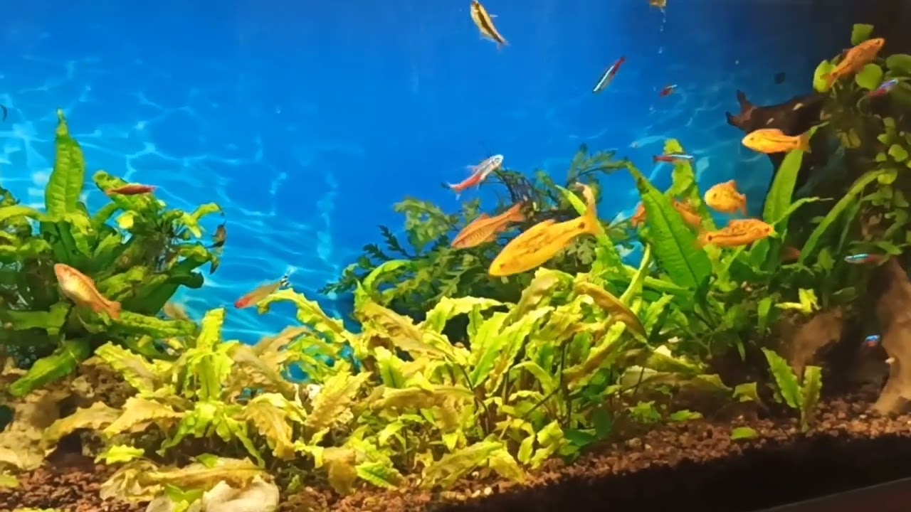 Жители в 100 л аквариуме/Мраморные боции/Fish in my 100 l tank/Marble botsii