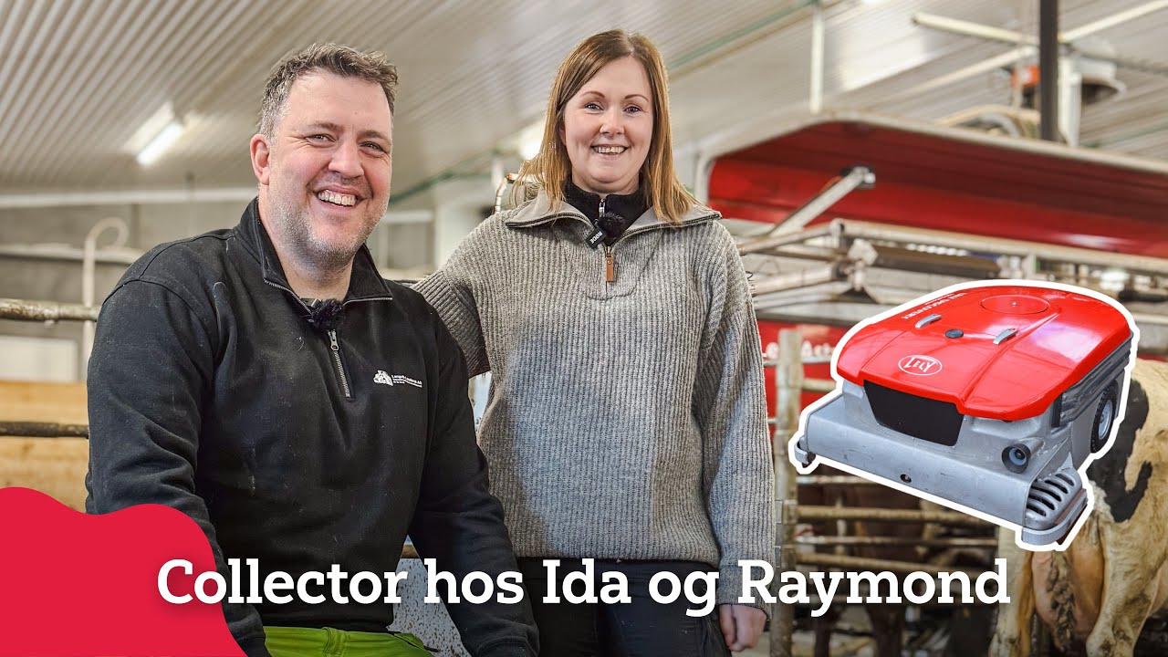 Lely Discovery Collector i fjøset hos Ida og Raymond