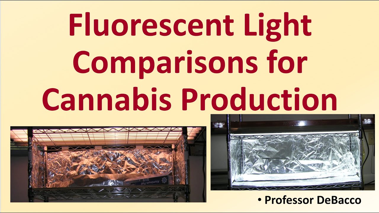 Fluorescent Light Comparisons for Cannabis Production