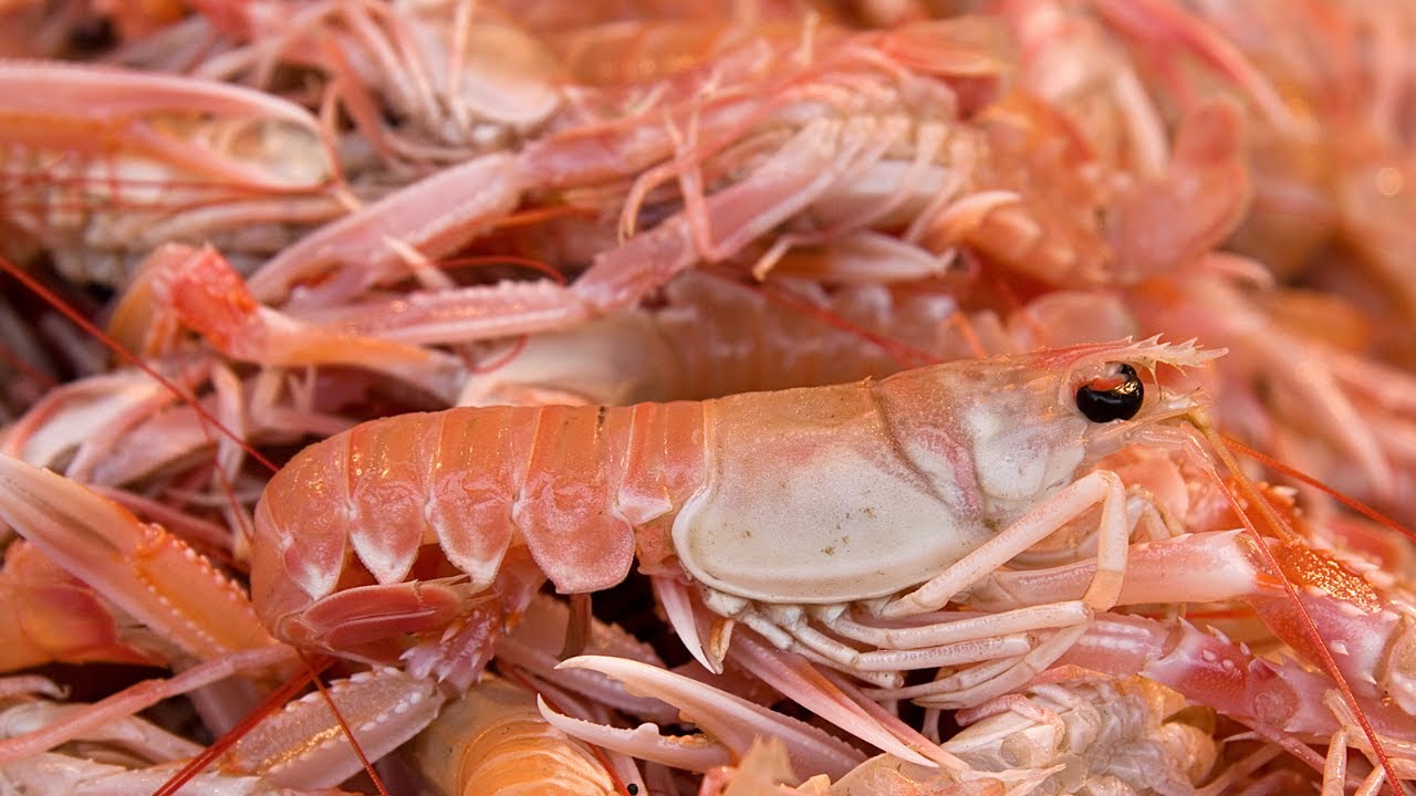 Cuisiner la langoustine : rencontre avec le chef Christophe Chiavola