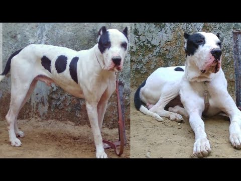 bully pakistani dog price