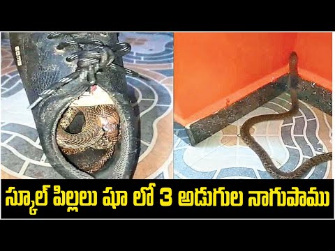 స్కూల్ పిల్లలు షూ లో 3 అడుగుల నాగుపాము.!  3-Feet Cobra In A School Shoe  | In TamilNadu