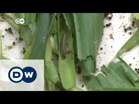 ቪዲዮ: የBeet Armyworm ጉዳትን መቆጣጠር እና መለየት