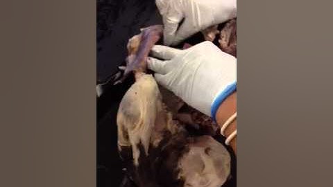 Cat Dissection Part 1