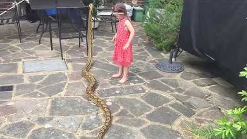 5 year old diagnosing 12ft Reticulated Python