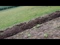 ШОК и УЖАС!!!КОРОВЫ И ОВЦЫ УНИЧТОЖИЛИ ПОЛЕ ПОДСОЛНЕЧНИКА.NO-TILL Ukraine 🇺🇦