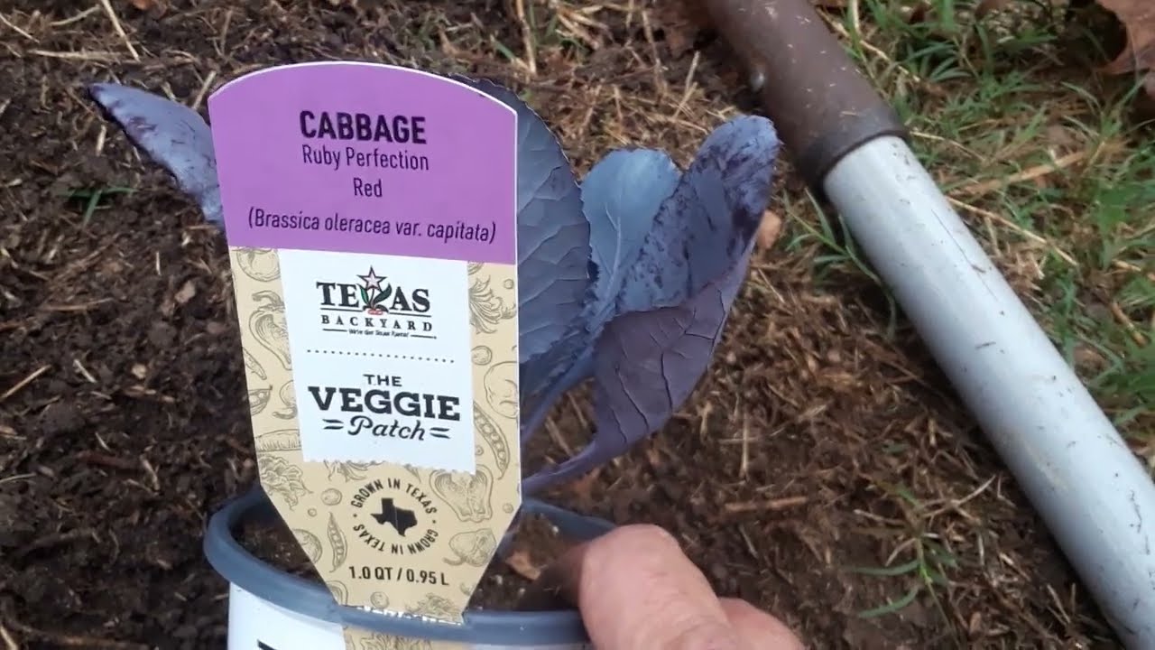 Ruby Perfection Red Cabbage