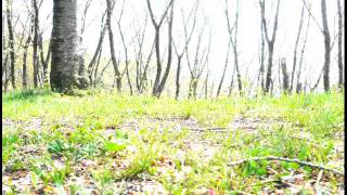 カノン