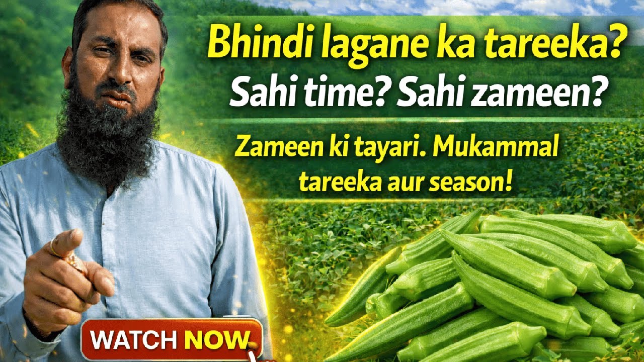 Bhindi Lagane Ka Sahi Tareeqa | Best Time, Zameen & Mukammal Guide