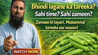 Bhindi Lagane Ka Sahi Tareeqa Best Time, Zameen & Mukammal Guide