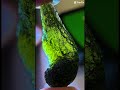 Curved L-Form Chlum Moldavite 💚 Rare Drop Shape Tektite