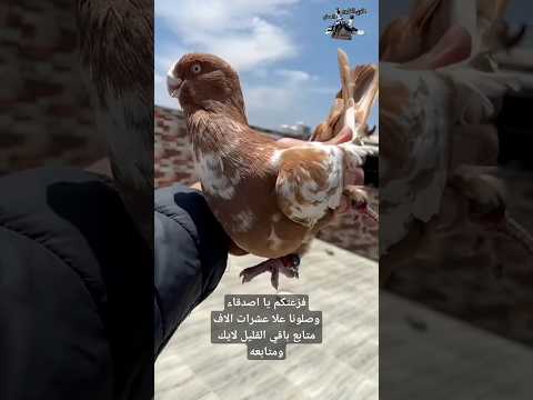 طير حمام دجي اصفر وكشمري