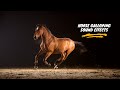 Horse Galloping Sound: Horse Galloping Sound Effect| Horse Sound Effect| Horse Galloping