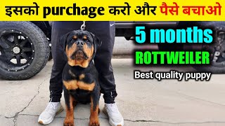 5 months Best quality Rottweiler puppy | Semi adult Rottweiler for sale