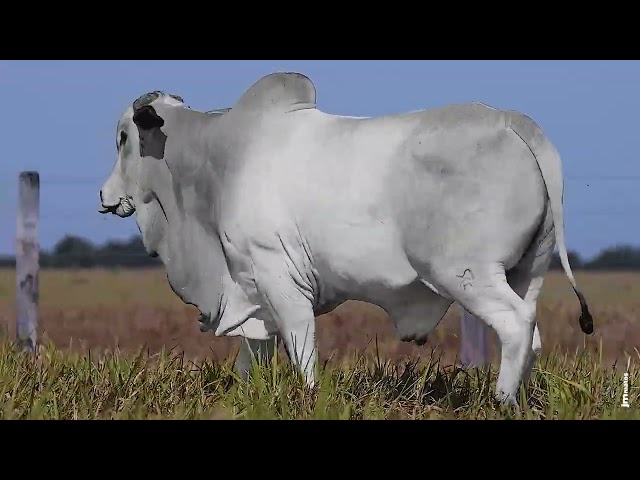 Lote 09 - MMAR - 4647
