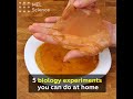 5 biology experiments you can do at home