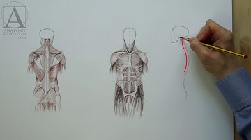 Muscles of the Body - Anatomy Master Class for figurative artists