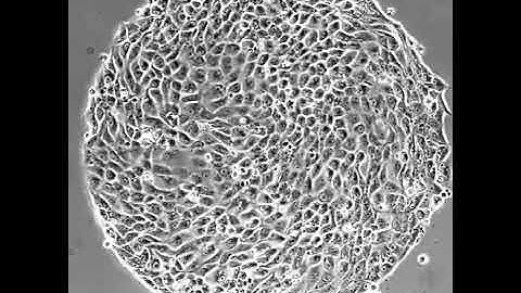Cellular turbulent swirl - MDCK flows