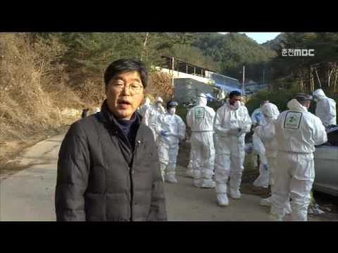춘천MBC뉴스    (R)인제 AI 양성 반응 긴급 방역 나서