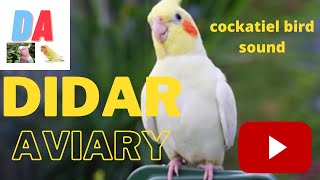 cockatiel bird sound|ককাটেল পাখি পালন পদ্ধতি |#cockatiel #didaraviary screenshot 5