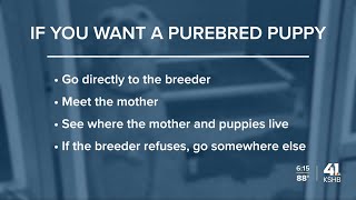 Experts give advice on how to get a healthy puppy