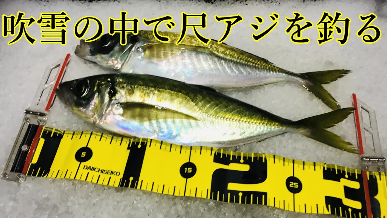 吹雪の中のアジングで尺アジを釣る デイアジング 夕まずめ デカアジ メガアジ Youtube