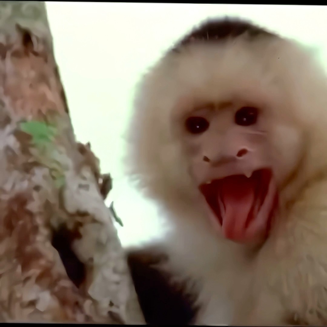 O MACAQUINHO GRITOU AVISANDO DA COBRA #shorts