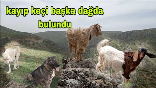 KAYIP KEÇİ Yİ 10 GÜN SONRA HİÇ TAHMİN BİLE EDEMEDİĞİM DAĞDA BULDUK