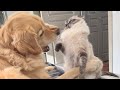 Dog attacks poor cat