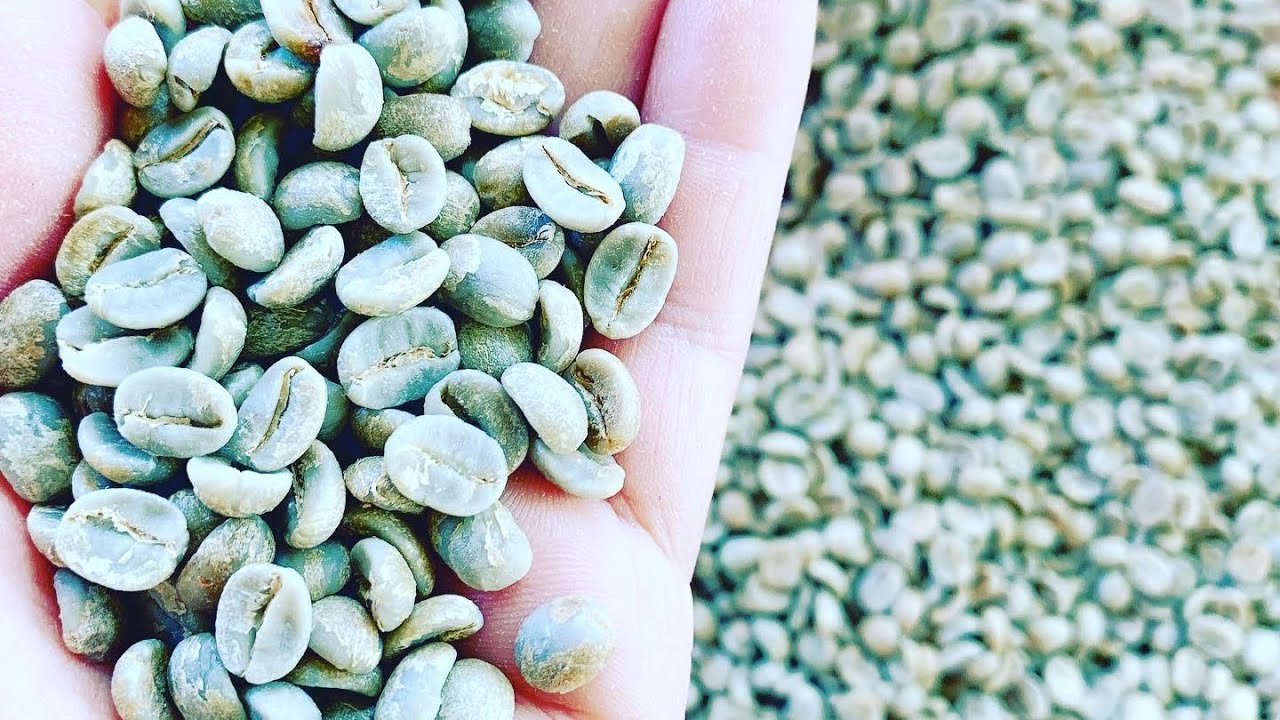 uma-saca-de-caf-cru-da-quantos-quilo-de-caf-torrado-youtube