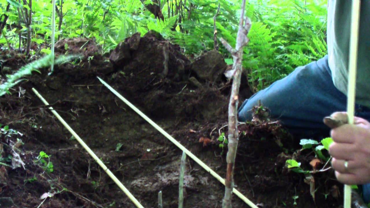 Planting ginseng Stratified seeds