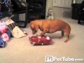 FUNNIEST Christmas Pet Moments COMPILATION- PetTube