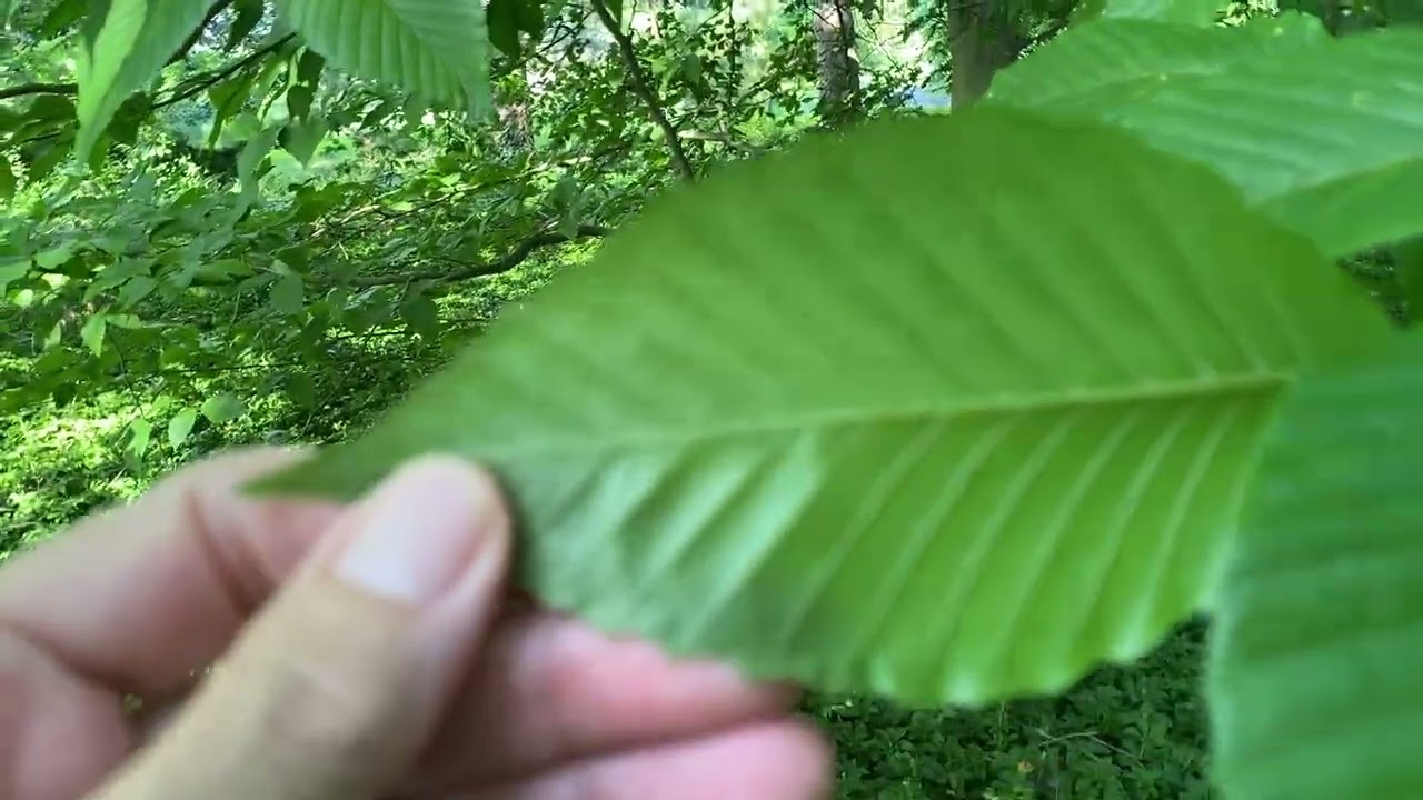 Fagus grandifolia - American beech - Eva Monheim 2025 08 17 