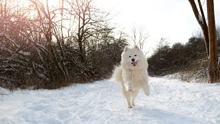 The History of the Samoyed Breed: How Did it Get Its Name? by Samoyed USA 154 views 3 weeks ago 3 minutes, 42 seconds