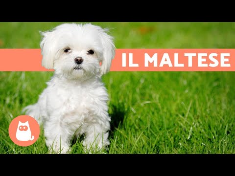 Video: Cagnolino Maltese: Caratteristiche Di Cura