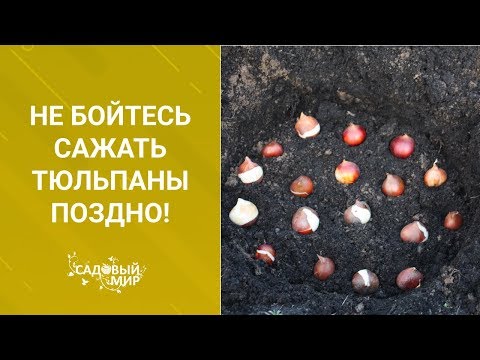 Не бойтесь сажать тюльпаны поздно!