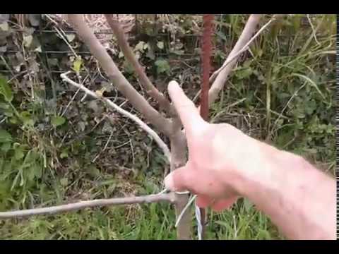 Video: Poda De Manzanas Jóvenes: En Otoño Y Primavera. ¿Cómo Podar Correctamente En El Segundo Año Después De La Siembra Y En El Primero? Formación De Coronas Para Principiantes En El Ter