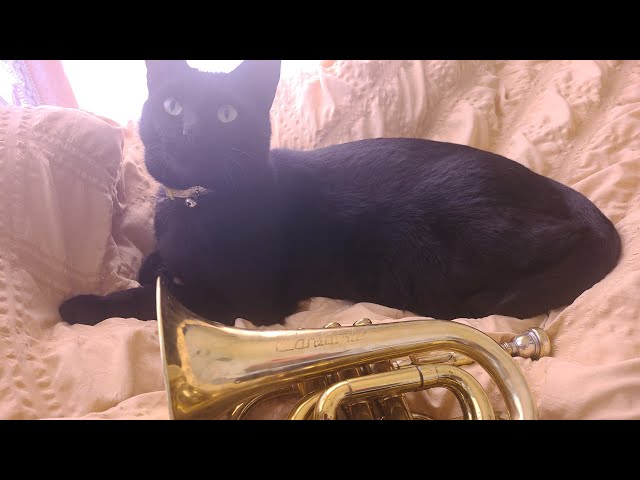 ウエノカンタービレ·ポケットトランペット - YouTube