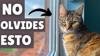 8 cosas que debes EVITAR al dejar SOLO a tu gato