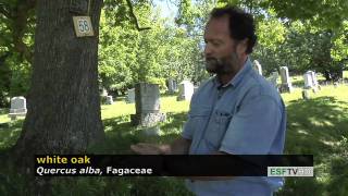 Trees with Don Leopold - white oak