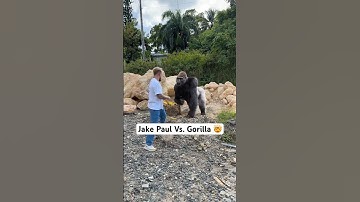 Me Vs. Gorilla 🦍